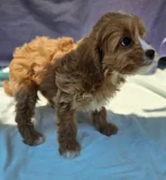 Robbie, a male Cavapoo for sale in Oneida, NY – 4 of 4