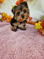 Jack, a male Yorkshire Terrier for sale in Oneida, NY – 2 of 3