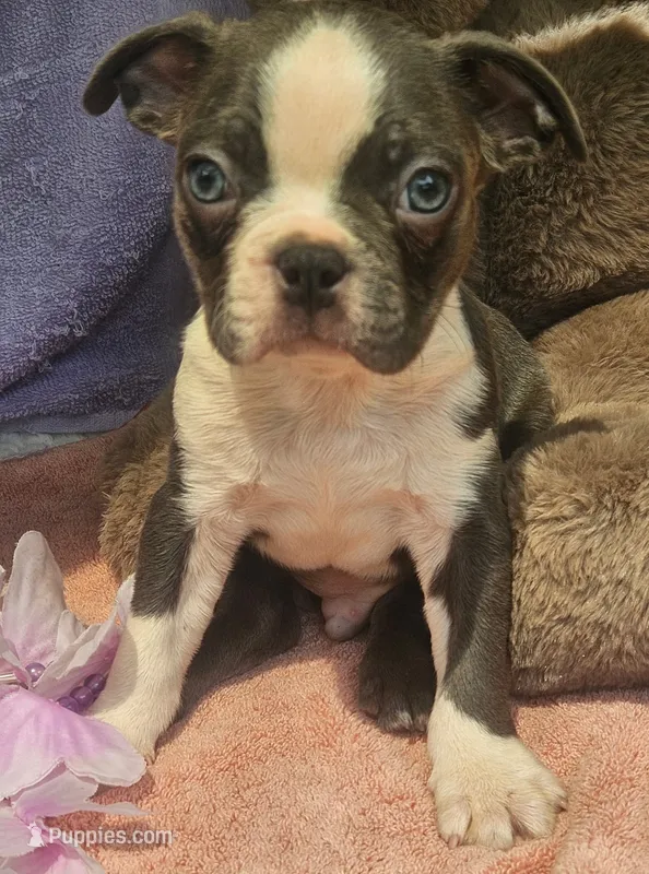 Steel – Boston Terrier puppy for sale in Oneida, NY