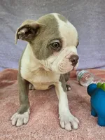Dino, a male Boston Terrier for sale in Oneida, NY – 1 of 3