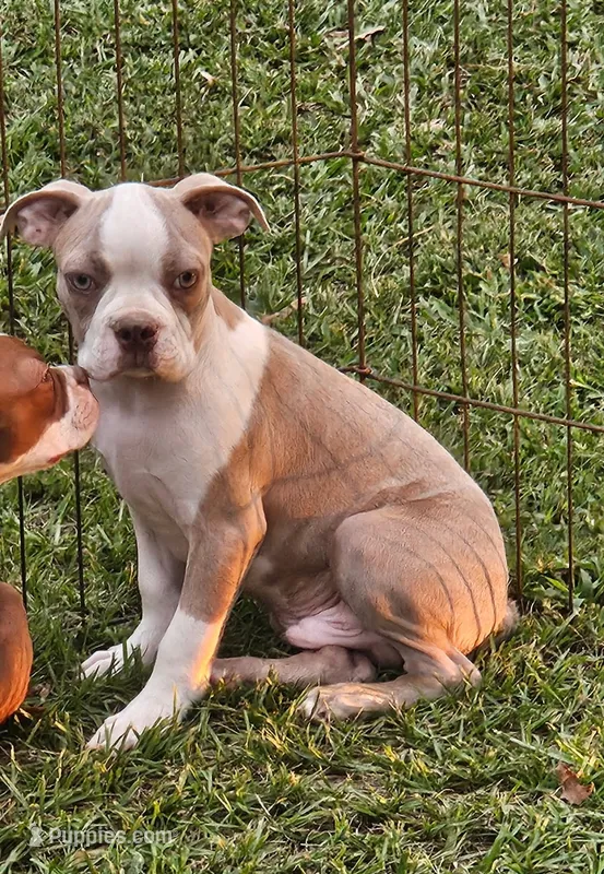 Nick – Boston Terrier puppy for sale in Oneida, NY
