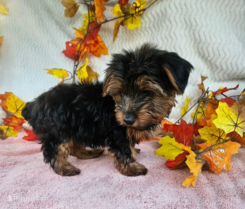 Sal – Yorkshire Terrier puppy for sale in Oneida, NY