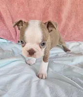 Dino, a male Boston Terrier for sale in Oneida, NY – 3 of 5