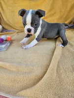 Dolly , a female Boston Terrier for sale in Oneida, NY – 3 of 3