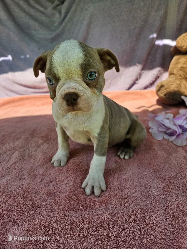 Nick – Boston Terrier puppy for sale in Oneida, NY