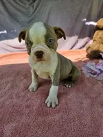 Nick, a male Boston Terrier for sale in Oneida, NY – 1 of 3