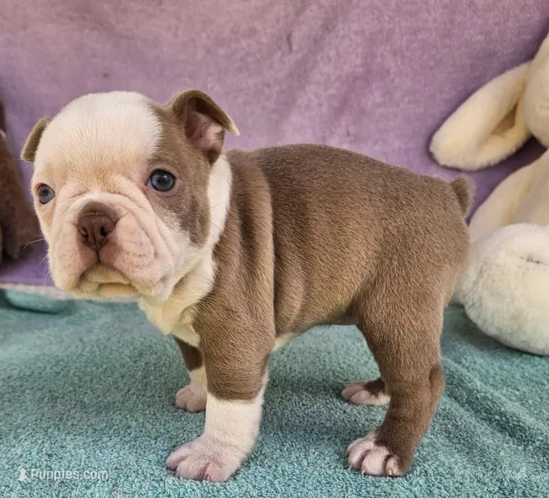 Precious  – Boston Terrier puppy for sale in Oneida, NY