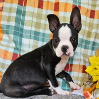 Scott, a male Boston Terrier for sale in Oneida, NY – 1 of 1