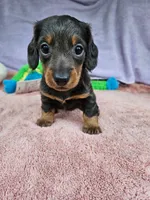Davy, a male Miniature Dachshund for sale in Oneida, NY – 2 of 5
