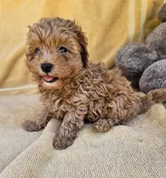Blaine , a male Maltipoo for sale in Oneida, NY – 1 of 6