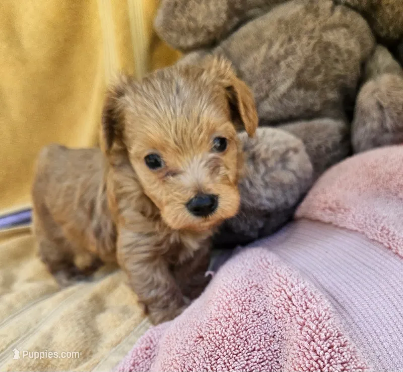 Marvin – Maltipoo puppy for sale in Oneida, NY