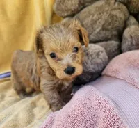 Marvin, a male Maltipoo for sale in Oneida, NY – 1 of 4