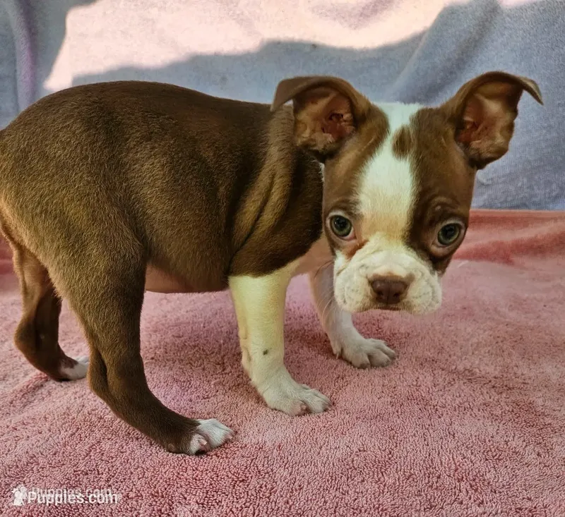 Kisses  – Boston Terrier puppy for sale in Oneida, NY