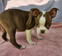 Kisses , a female Boston Terrier for sale in Oneida, NY – 3 of 7