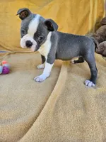 Dolly , a female Boston Terrier for sale in Oneida, NY – 2 of 3