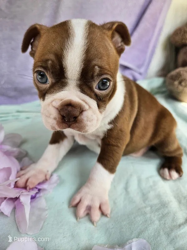 Smoochies – Boston Terrier puppy for sale in Oneida, NY
