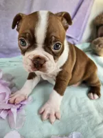 Smoochies, a female Boston Terrier for sale in Oneida, NY – 1 of 4