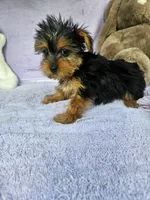 Vixen, a female Yorkshire Terrier for sale in Oneida, NY – Photo 4 of 4