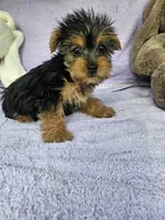 Vixen, a female Yorkshire Terrier for sale in Oneida, NY – Photo 2 of 4