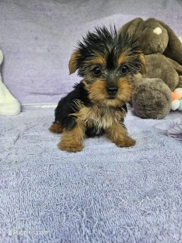 Vixen – Yorkshire Terrier puppy for sale in Oneida, NY