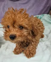 Mikey, a male Poodle - Toy  for sale in Oneida, NY – 4 of 4