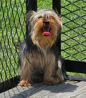 Fred, a male Yorkshire Terrier for sale in Oneida, NY – 3 of 5
