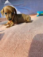 Ruby, a female Miniature Dachshund for sale in Oneida, NY – 2 of 4