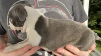 ZIG, a male Boston Terrier for sale in Oneida, NY – 1 of 3