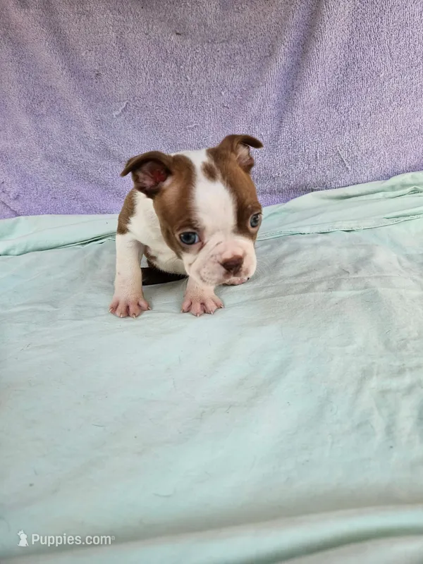 Kisses  – Boston Terrier puppy for sale in Oneida, NY