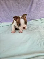 Kisses , a female Boston Terrier for sale in Oneida, NY – 1 of 4