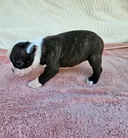 Daisy, a female Boston Terrier for sale in Oneida, NY – 3 of 4