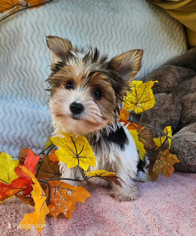 Stan – Yorkshire Terrier puppy for sale in Oneida, NY