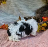 Stan, a male Yorkshire Terrier for sale in Oneida, NY – 2 of 3