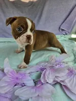 Sugars, a female Boston Terrier for sale in Oneida, NY – 2 of 3