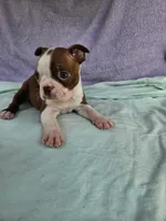 Kisses , a female Boston Terrier for sale in Oneida, NY – 4 of 4