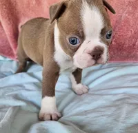 Rex, a male Boston Terrier for sale in Oneida, NY – 1 of 4