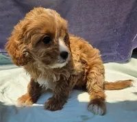 Robbie, a male Cavapoo for sale in Oneida, NY – 2 of 4