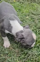 Steel, a male Boston Terrier for sale in Oneida, NY – 3 of 4