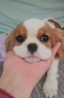 Dutches, a female Cavalier King Charles Spaniel for sale in Oneida, NY – Photo 1 of 2