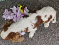 Dutches, a female Cavalier King Charles Spaniel for sale in Oneida, NY – Photo 2 of 2