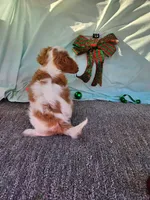 Daisy, a female Cavalier King Charles Spaniel for sale in Oneida, NY – Photo 3 of 3