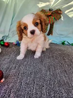 Daisy, a female Cavalier King Charles Spaniel for sale in Oneida, NY – Photo 1 of 3