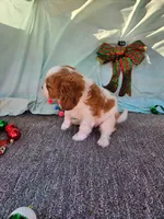 Daisy, a female Cavalier King Charles Spaniel for sale in Oneida, NY – Photo 2 of 3