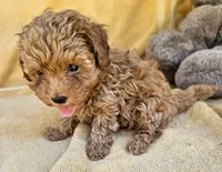 Blaine , a male Maltipoo for sale in Oneida, NY – 3 of 6