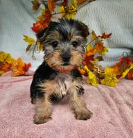 Jill , a male Yorkshire Terrier for sale in Oneida, NY – 3 of 3
