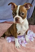 Rusty, a male Boston Terrier for sale in Oneida, NY – 2 of 3