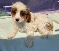 JayJay, a male Cavapoo for sale in Oneida, NY – 2 of 4