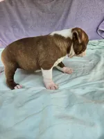 Rosie, a female Boston Terrier for sale in Oneida, NY – 2 of 3