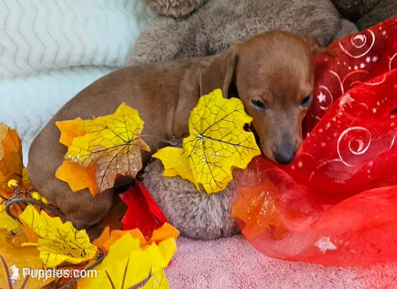 Ruby – Miniature Dachshund puppy for sale in Oneida, NY