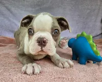 Dino, a male Boston Terrier for sale in Oneida, NY – 3 of 3